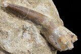 Fossil Plesiosaur (Zarafasaura) Tooth In Rock - Morocco #70303-1
